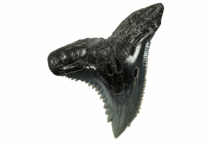 Huge Snaggletooth Shark (Hemipristis) Tooth - South Carolina #325184